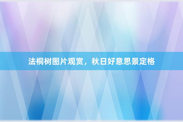 法桐树图片观赏，秋日好意思景定格